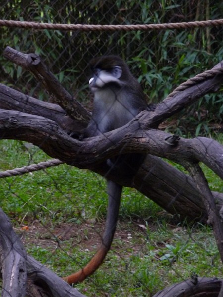 Schmidt’s Guenon (2).JPG